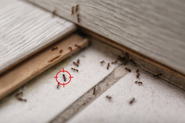 Best Residential Pest Control  in Windber, PA