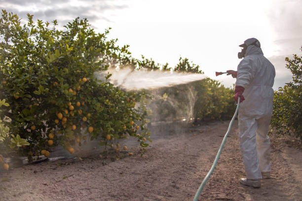 Best Bed Bug Extermination  in Windber, PA