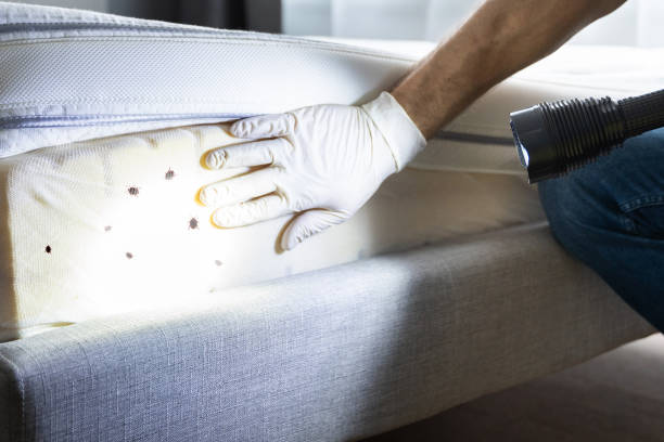 Best Pest Inspection Near Me  in Windber, PA