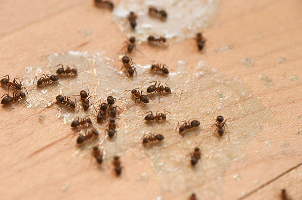 Best Cockroach Control Services  in Windber, PA