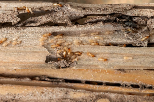 Best Affordable Pest Control Services  in Windber, PA