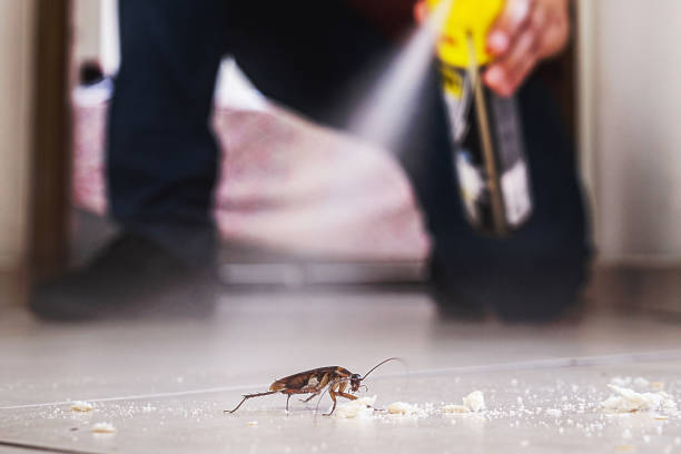Flea Control Services in Windber, PA