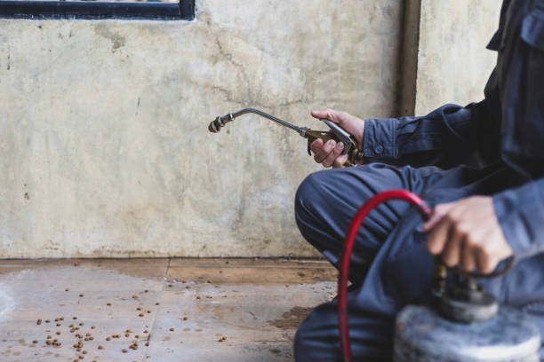 Best Affordable Pest Control Services  in Windber, PA
